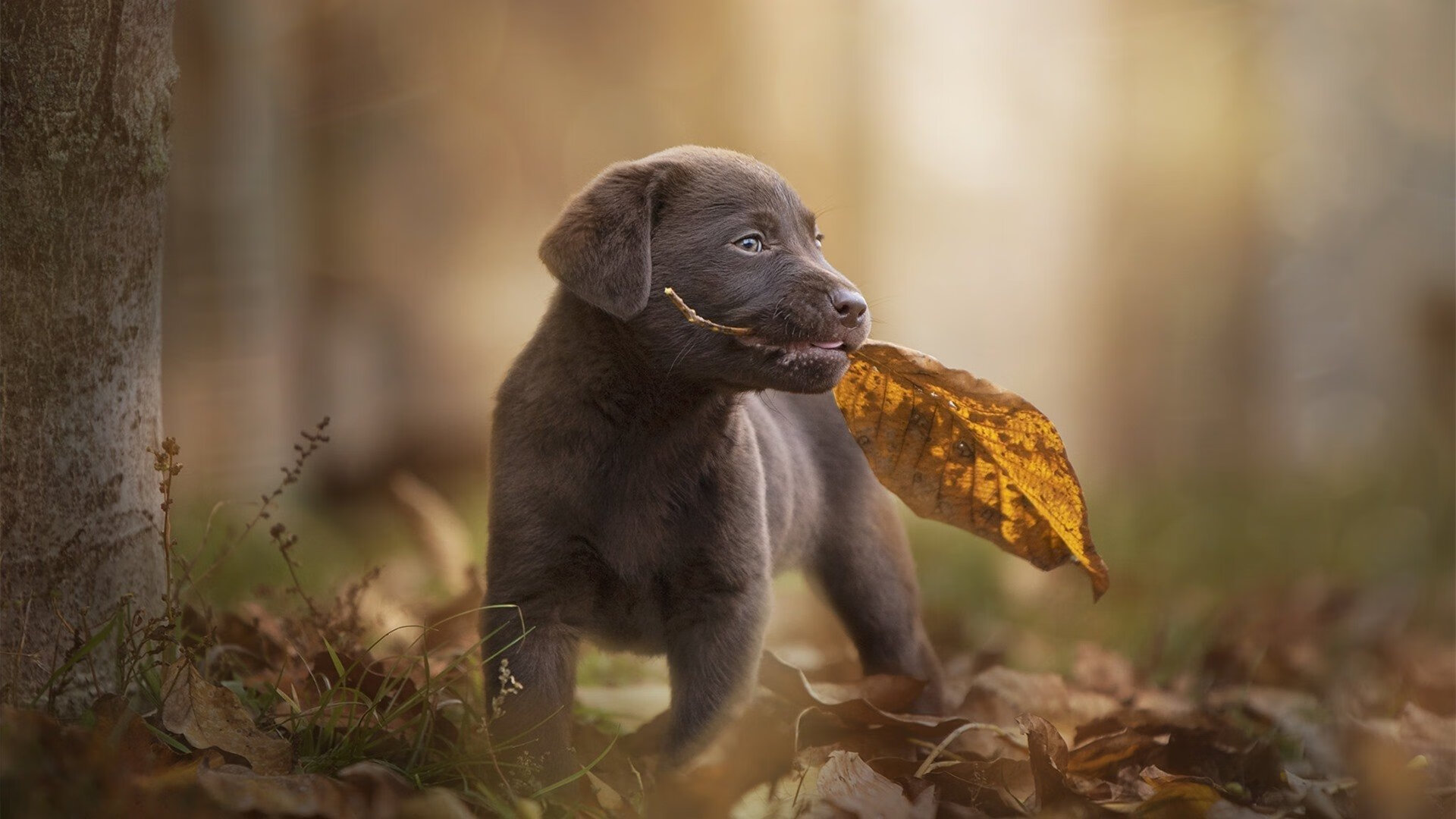 中国队女子4×200米自由泳接力决赛成绩值得点赞，中国队女子4×200米自由泳接力夺金回放