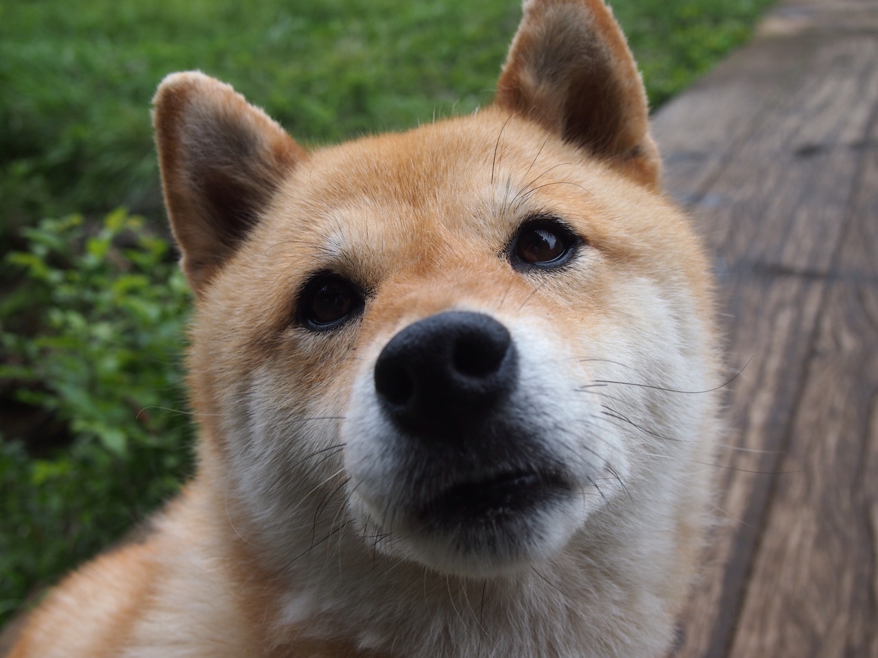 开云官网-尼斯边中结合提升进攻效率