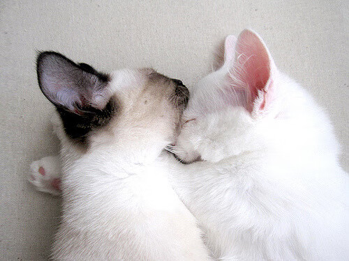 掩护角度是否会影响出手效率，掩护战术的战术要点